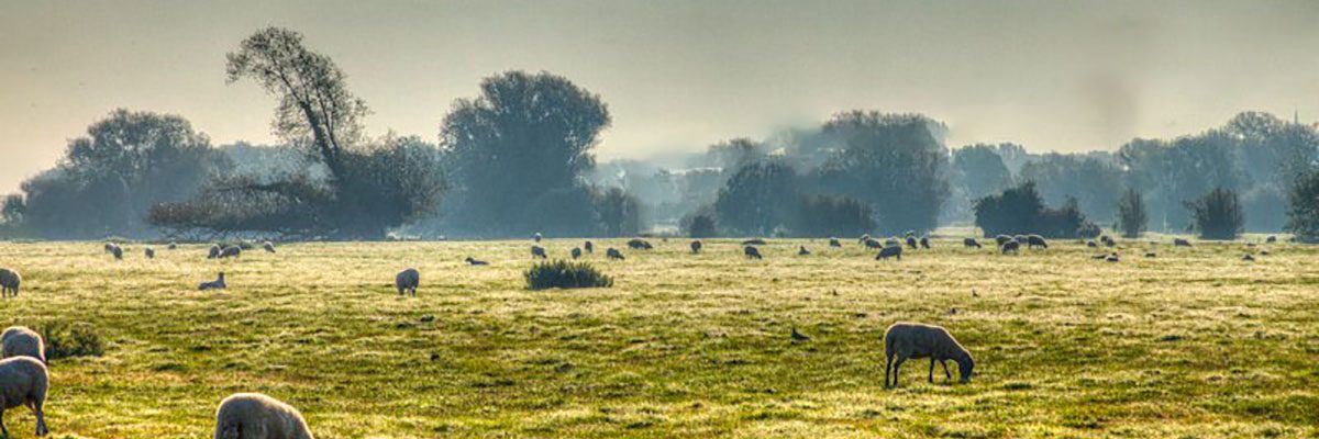 Thatcham farmland. Photograph by Nick Young.