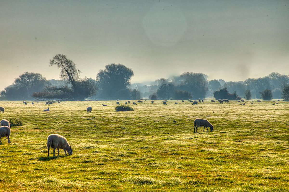 Thatcham farmland. Photograph by Nick Young.